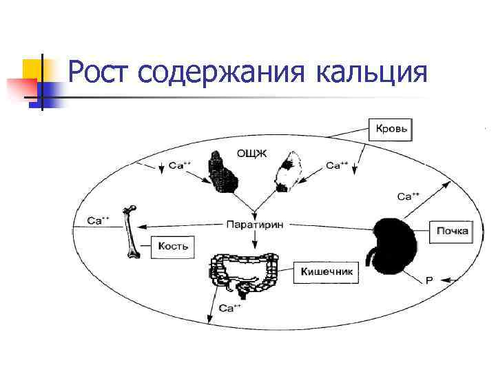 Рост содержания кальция 
