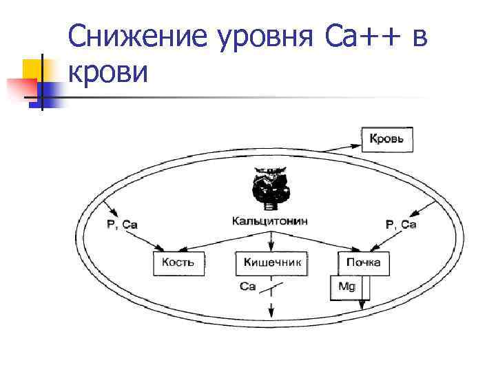 Снижение уровня Са++ в крови 