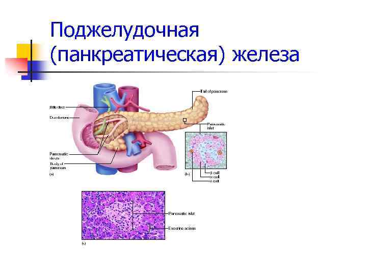 Поджелудочная (панкреатическая) железа 