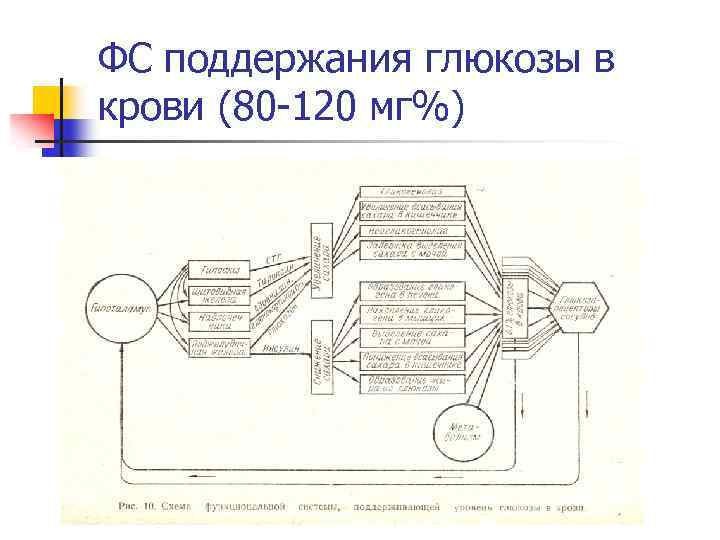 ФС поддержания глюкозы в крови (80 -120 мг%) 