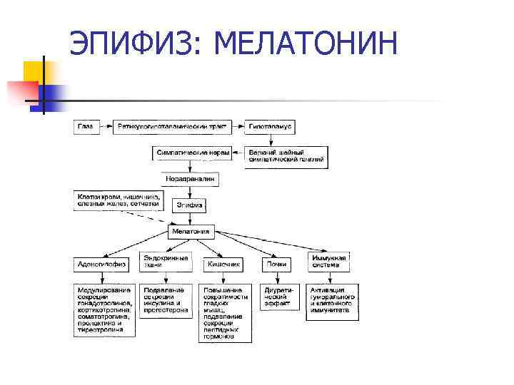 ЭПИФИЗ: МЕЛАТОНИН 