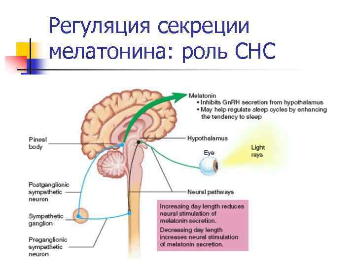 Регуляция работы органов