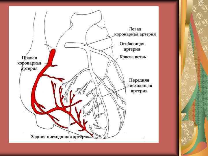 Правая сердечная артерия. Кровоснабжение сердца схема. Коронарные и венечные артерии. Кровоснабжение сердца коронарные артерии. Кровоснабжение сердца анатомия артерии.