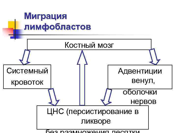 Миграция лимфобластов Костный мозг Системный кровоток Адвентиции венул, оболочки нервов ЦНС (персистирование в ликворе