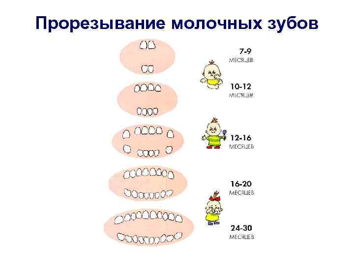 Прорезывание молочных зубов 