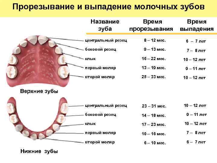 Прорезывание и выпадение молочных зубов Название зуба Время прорезывания Время выпадения центральный резец 8