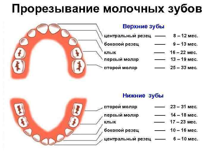 Прорезывание молочных зубов Верхние зубы центральный резец –––– 8 – 12 мес. боковой резец