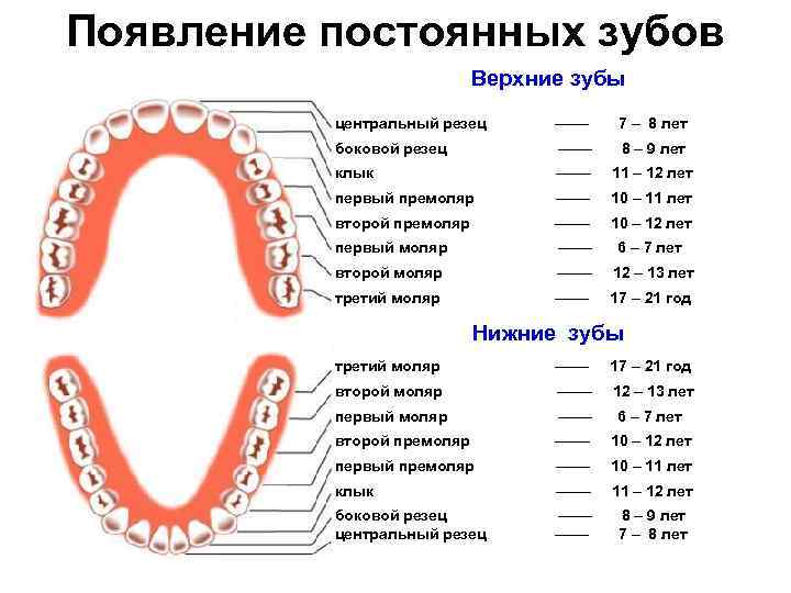 Появление постоянных зубов Верхние зубы центральный резец –––– 7 – 8 лет боковой резец