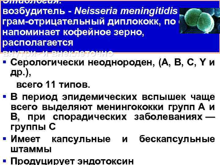 Этиология: возбудитель Neisseria meningitidis грам отрицательный диплококк, по форме напоминает кофейное зерно, располагается внутри