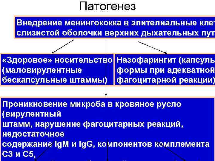 Патогенез Внедрение менингококка в эпителиальные клет слизистой оболочки верхних дыхательных путе слизистой оболочки верхних