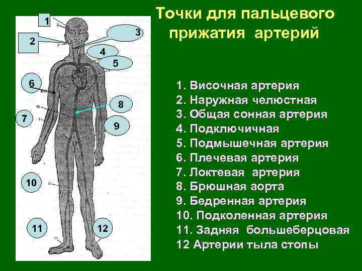 Сколько основных точек прижатия артерий. Точки прижатия артерий. Точки пальцевого прижатия. 12 Точек прижатия артерий. Основные точки пальцевого прижатия артерий.