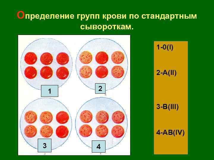 Определение группы крови и резус цоликлонами
