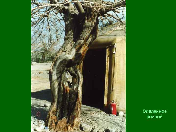 Опаленное войной 