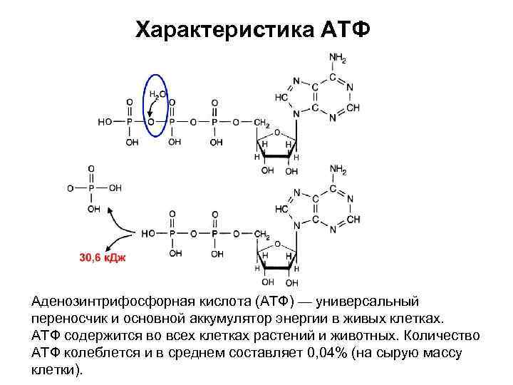 Характеристика АТФ Аденозинтрифосфорная кислота (АТФ) — универсальный переносчик и основной аккумулятор энергии в живых