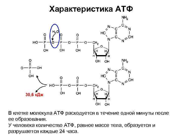 Молекула атф схема