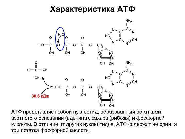 Характеристика АТФ представляет собой нуклеотид, образованный остатками азотистого основания (аденина), сахара (рибозы) и фосфорной