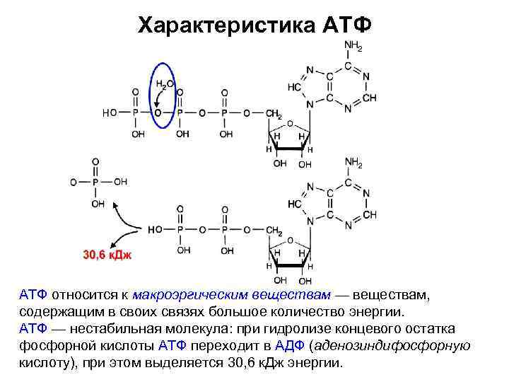 Характеристика АТФ относится к макроэргическим веществам — веществам, содержащим в своих связях большое количество