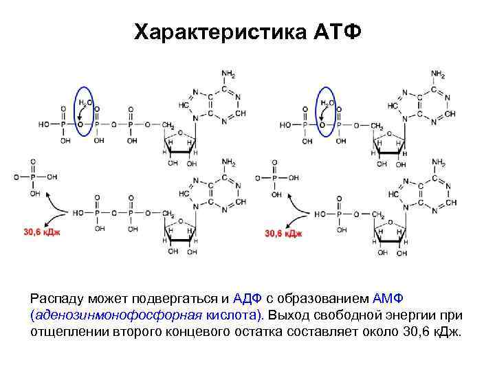 Характеристика АТФ Распаду может подвергаться и АДФ с образованием АМФ (аденозинмонофосфорная кислота). Выход свободной