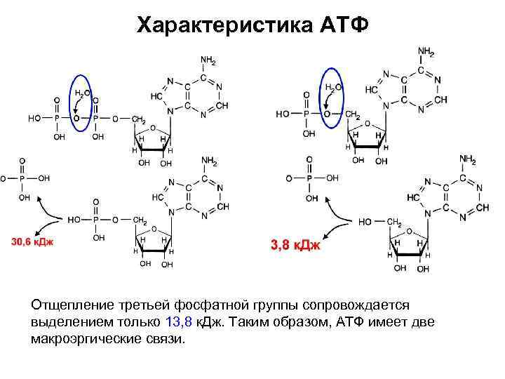 Характеристика АТФ Отщепление третьей фосфатной группы сопровождается выделением только 13, 8 к. Дж. Таким