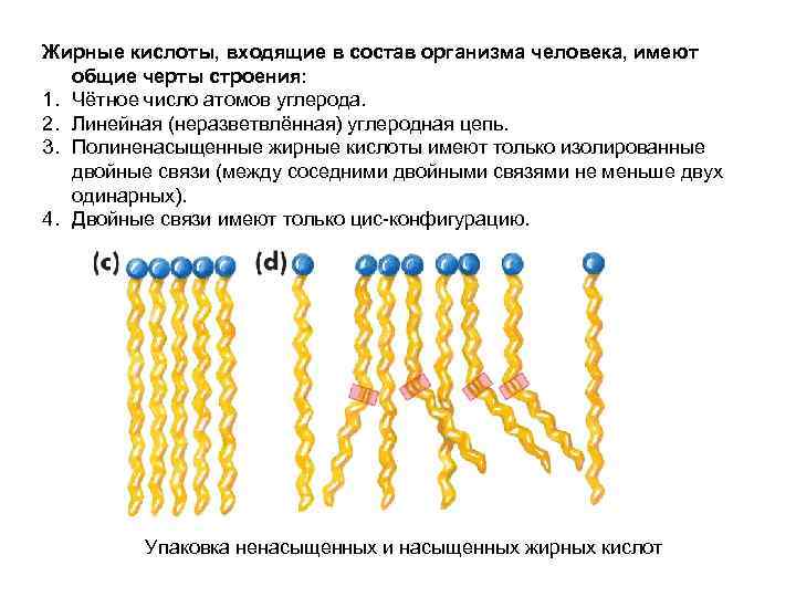 Жирные кислоты, входящие в состав организма человека, имеют общие черты строения: 1. Чётное число