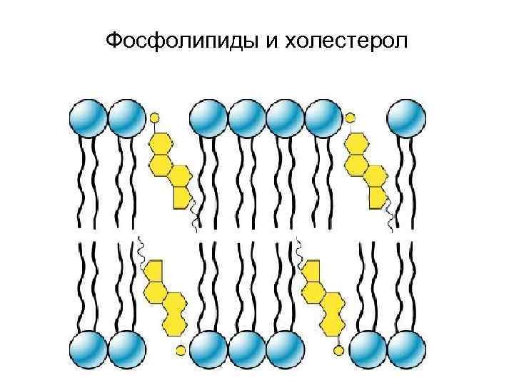 Фосфолипиды и холестерол 