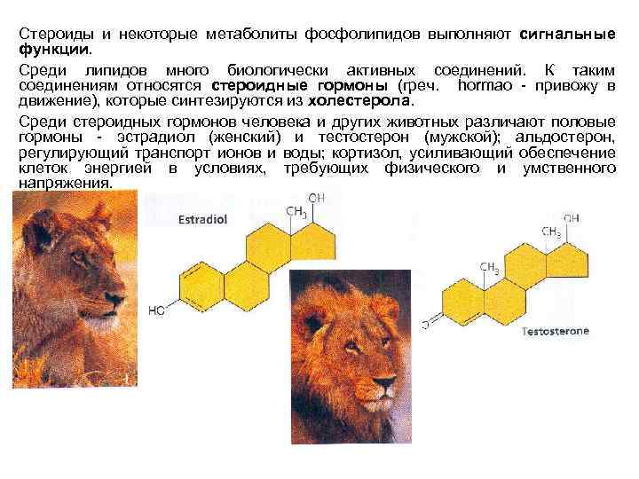 Стероиды и некоторые метаболиты фосфолипидов выполняют сигнальные функции. Среди липидов много биологически активных соединений.