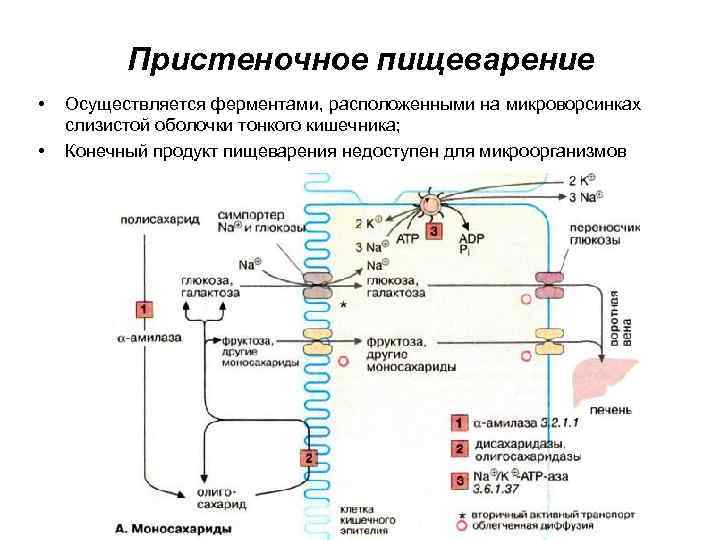 Пристеночное пищеварение • • Осуществляется ферментами, расположенными на микроворсинках слизистой оболочки тонкого кишечника; Конечный