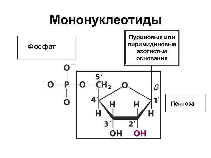Мононуклеотиды Фосфат Пуриновые или пиримидиновые азотистые основания Пентоза 