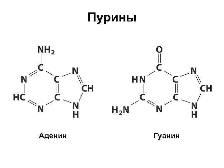 Молекула гуанина. Аденин структура. Строение Пурина и его производных аденина и гуанина. Пурин аденин гуанин формула. Пурин структурная формула.