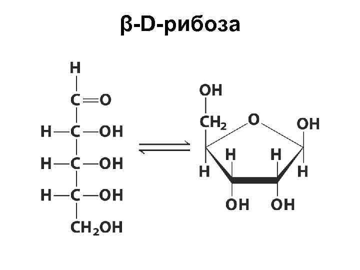 Рибоза и дезоксирибоза схема