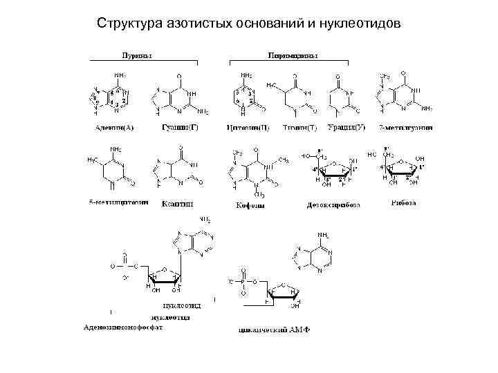 Особенности строения основания. Структура азотистых оснований. Структурные формулы азотистых оснований. Строение азотистых оснований. Азотистые основания формулы.