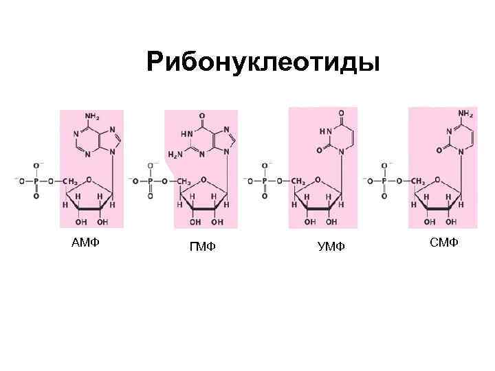 Рибонуклеотиды АМФ ГМФ УМФ СМФ 