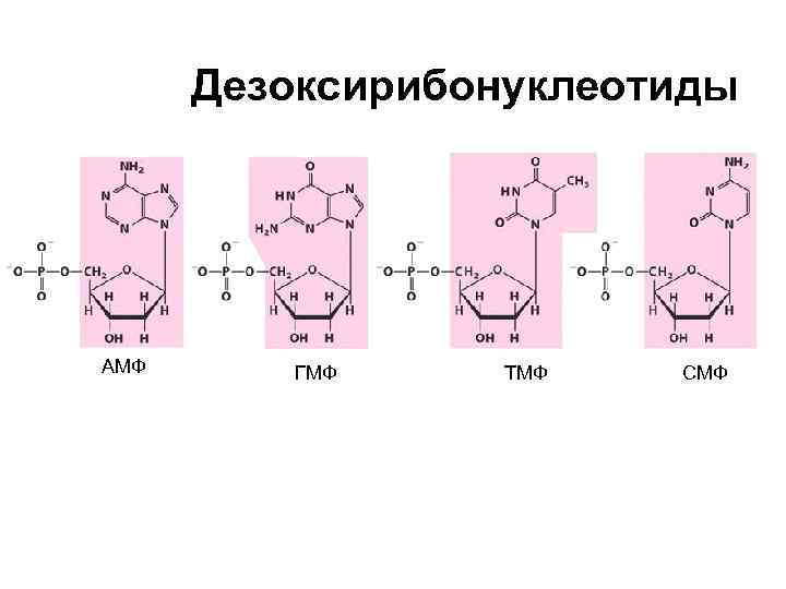 Дезоксирибонуклеотиды АМФ ГМФ ТМФ СМФ 