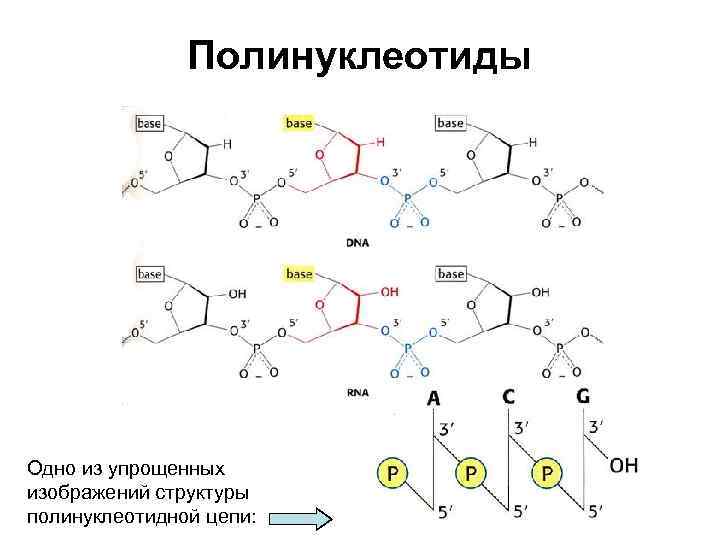 Днк полинуклеотидная. Полинуклеотид ДНК. Строение полинуклеотида. Полинуклеотиды химическая структура. Строение структурного звена полинуклеотида.