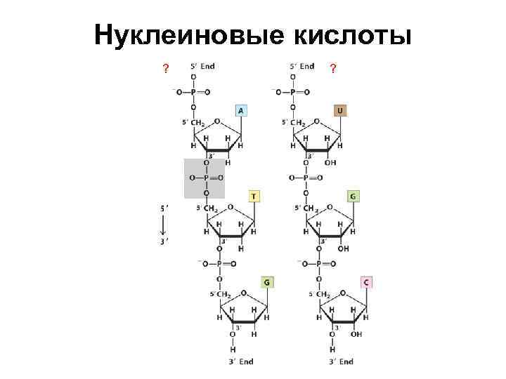 Нуклеиновые кислоты ? ? 