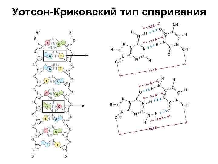Уотсон-Криковский тип спаривания 