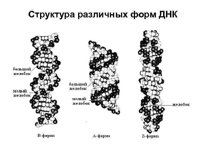 Как была разгадана структура днк презентация