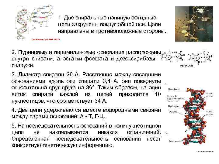 1. Две спиральные полинуклеотидные цепи закручены вокруг общей оси. Цепи направлены в противоположные стороны.