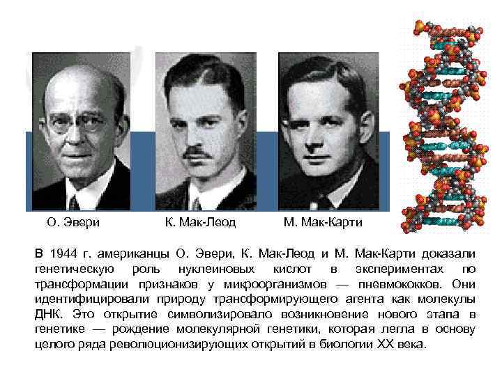 О. Эвери К. Мак-Леод М. Мак-Карти В 1944 г. американцы О. Эвери, К. Мак-Леод
