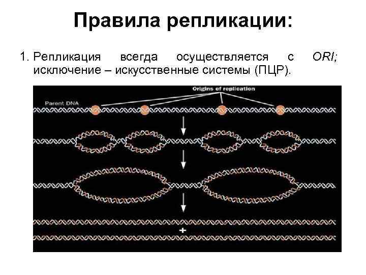 Правила репликации: 1. Репликация всегда осуществляется с исключение – искусственные системы (ПЦР). ORI; 