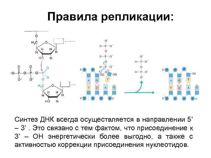 Правила репликации: Синтез ДНК всегда осуществляется в направлении 5’ – 3’. Это связано с