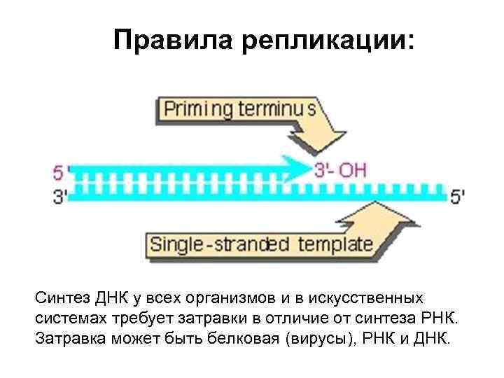 Правила репликации: Синтез ДНК у всех организмов и в искусственных системах требует затравки в
