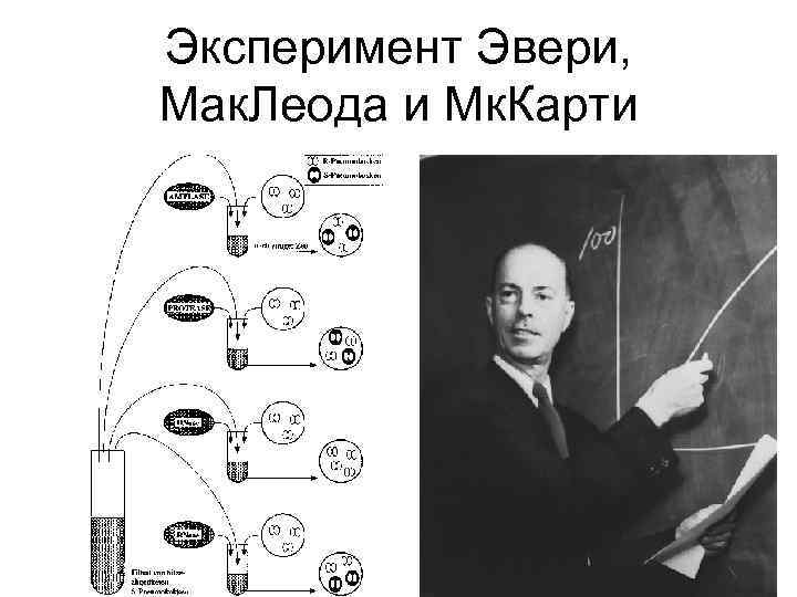 Эксперимент Эвери, Мак. Леода и Мк. Карти 