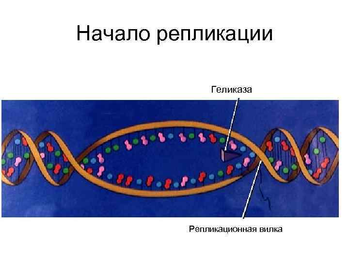 Двойная спираль из туи схема