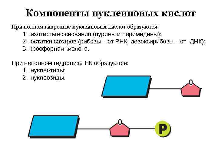 Компоненты нуклеиновых кислот При полном гидролизе нуклеиновых кислот образуются: 1. азотистые основания (пурины и