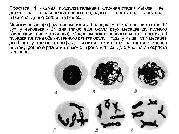Профаза 1 - самая продолжительная и сложная стадия мейоза, ее делят на 5 последовательных