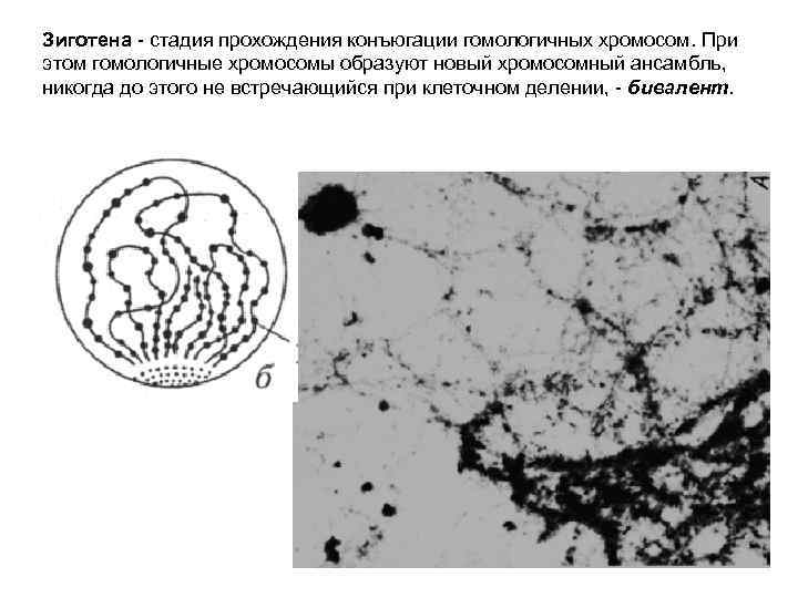 Зиготена - стадия прохождения конъюгации гомологичных хромосом. При этом гомологичные хромосомы образуют новый хромосомный