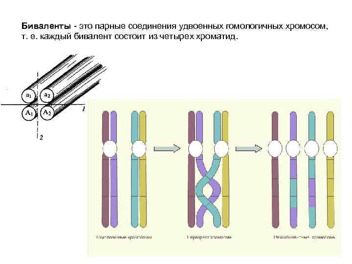 Бивалент образованный тремя парами гомологичных хромосом. Конъюгация кроссинговер бивалент. Биваленты и гомологичные хромосомы. Конъюгация биваленты. Биваленты в мейозе это.