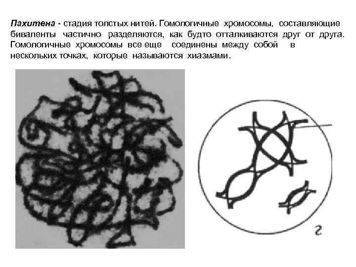 Пахитена - стадия толстых нитей. Гомологичные хромосомы, составляющие биваленты частично разделяются, как будто отталкиваются