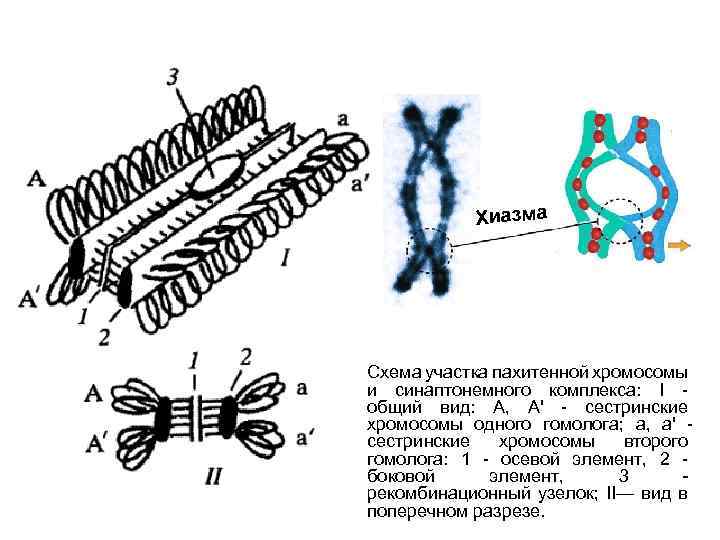 Сестринские хромосомы